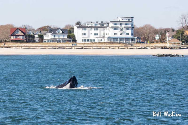 whale breaching off Spring Lake New Jersey 