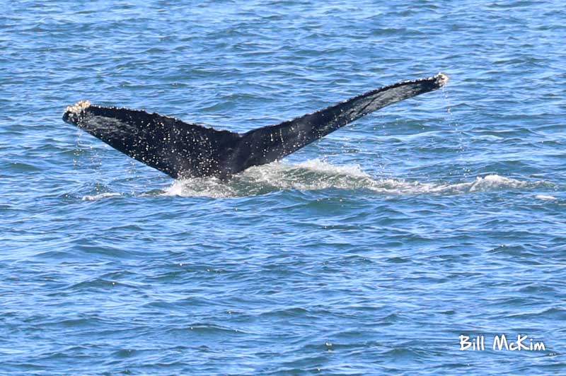 jersey shore whale watching tour bill mckim spring lake nj 