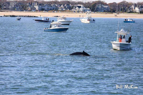 jersey shore whale watching tour bill mckim spring lake nj 