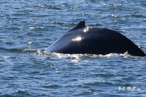 jersey shore whale watching tour bill mckim spring lake nj 