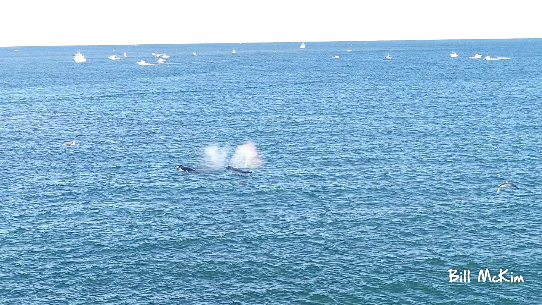 aerial whale photos dji phantom 4 pro by bill mckim New Jersey coastline 