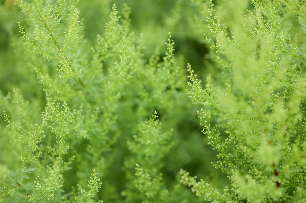 Artemisia annua (Sweet Annie)