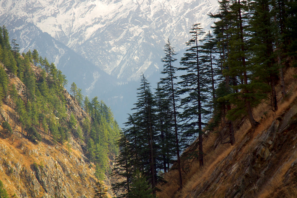 Cedarwood, Himalayan