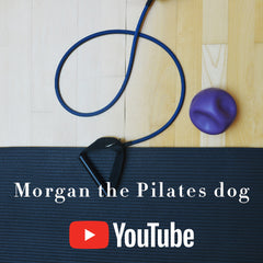Morgan the Pilates dog