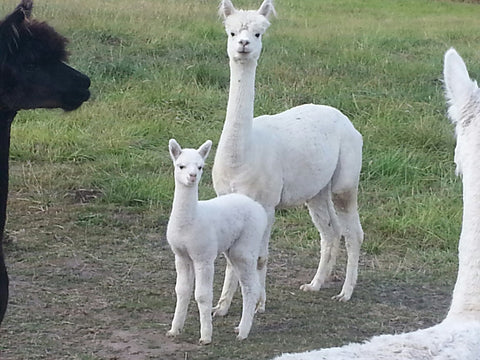 alpaca rescued alpacas