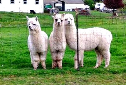 rescues snickerdoodle alpacas