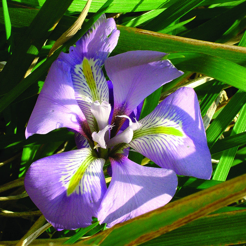 Algerian Iris Yorkshire Flower Essences