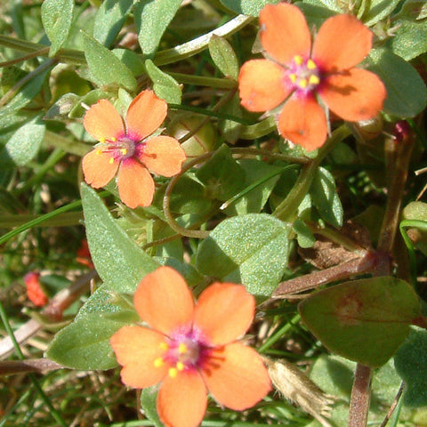 Scarlet Pimpernel Yorkshire Flower Essences