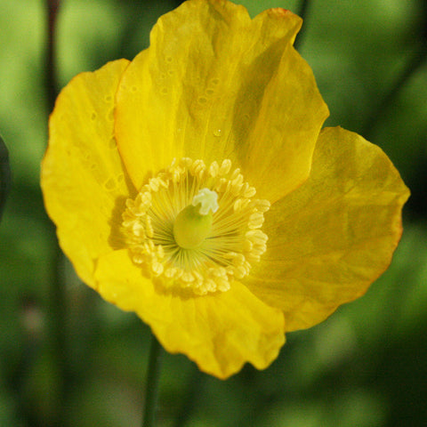 Welsh Poppy – Yorkshire Flower Essences