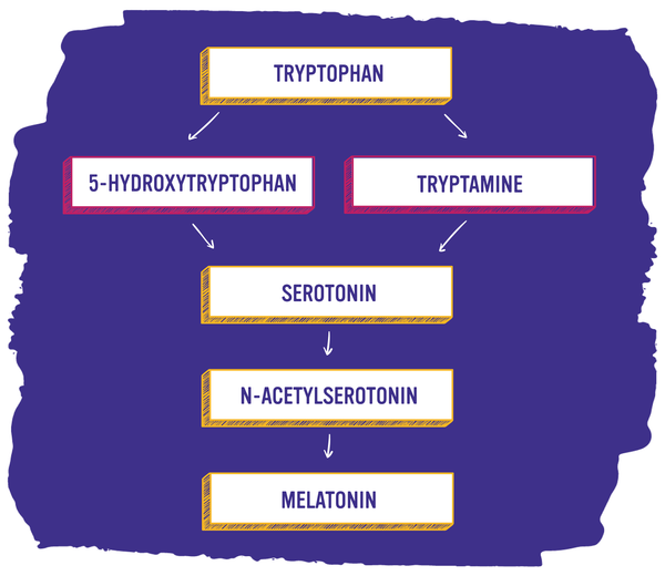 Tryptophan to Melatonin Flow Chart