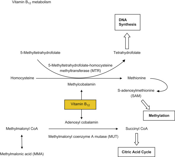 b12 detox mechanism