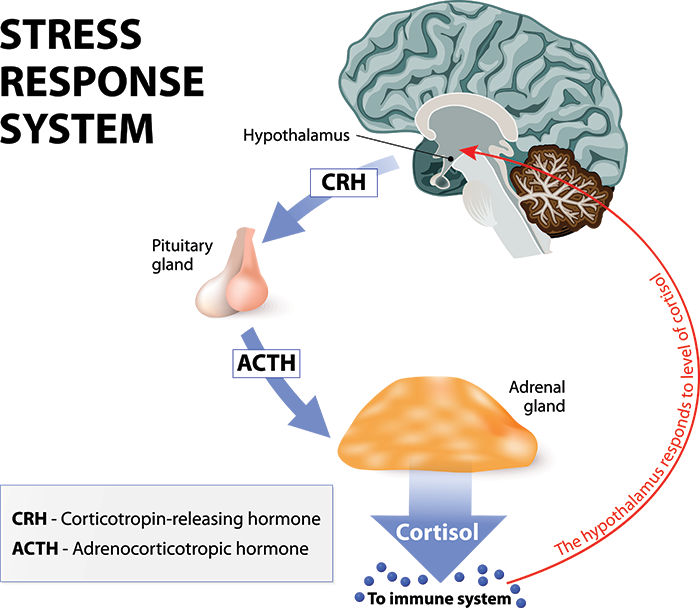 stress response system