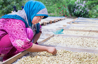 Sumatran Coffee Farmer Woman Fair Trade Certified