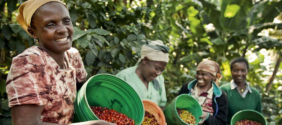 Tanzanian Coffee Farmers