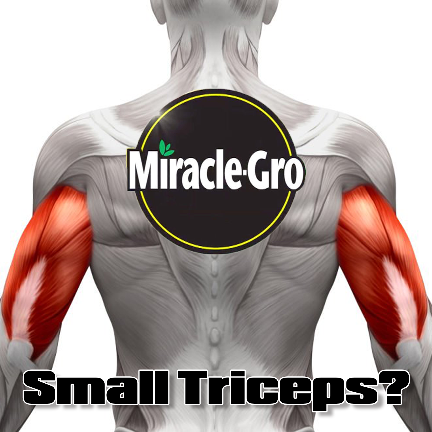 The Two Best Tricep Exercises Ever Garage Strength Performance Training