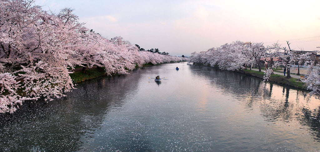 Hirosaki Castle Park (Hirosaki) Cherry Blossoms