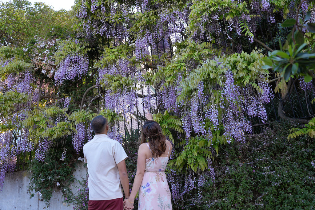 Instagram Famous wisteria spot in SF