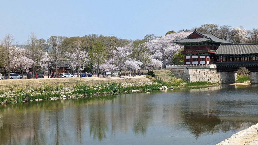 Korea cherry blossoms