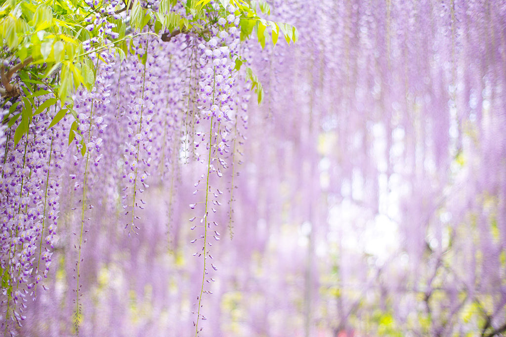 Wisteria, Ashikaga, 栃木県 日本