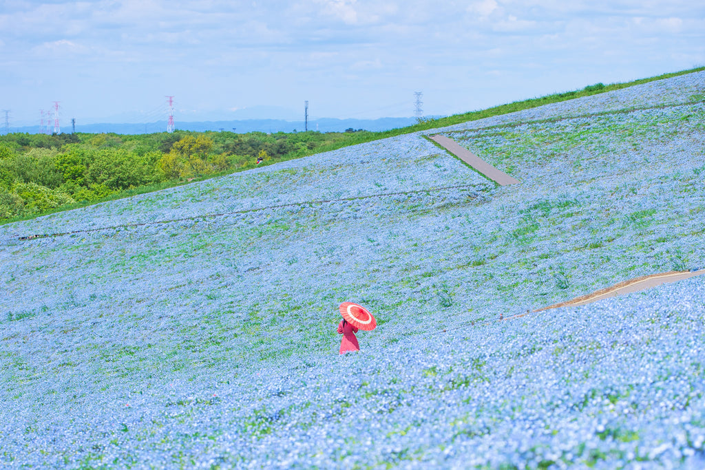 Hitachi Seaside Park, Mawatari, Hitachinaka, Ibaraki, Japan