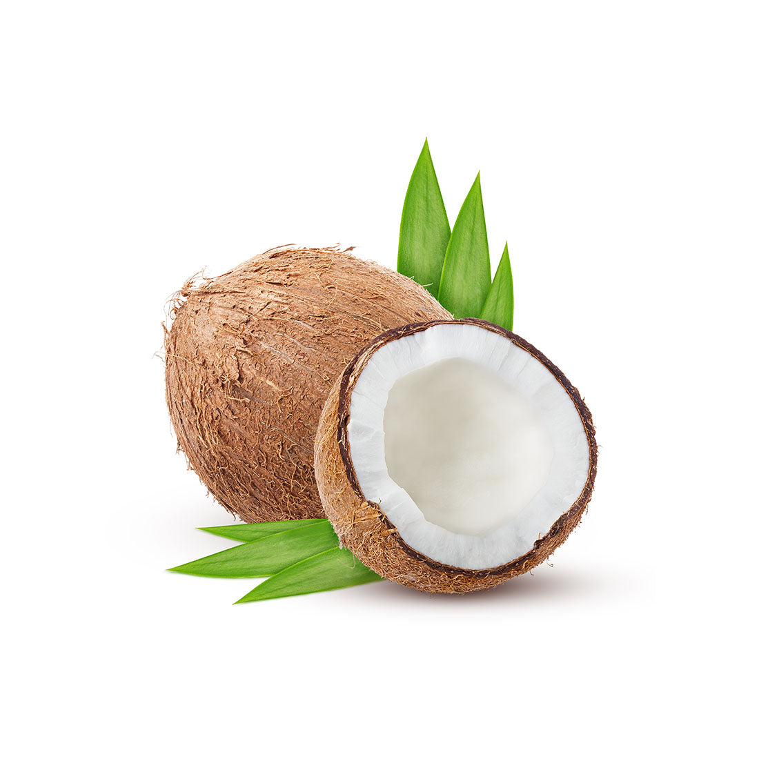 Coconut – The Man Company