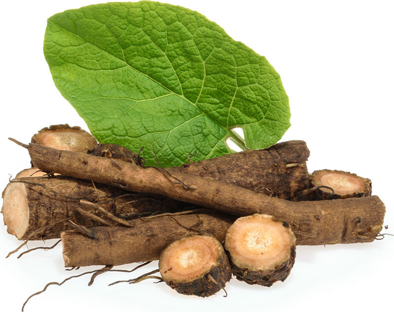 dried burdock root