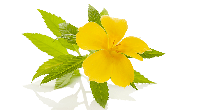 Damiana flower