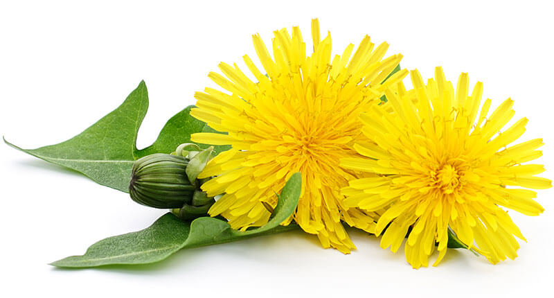 dandelion flowers