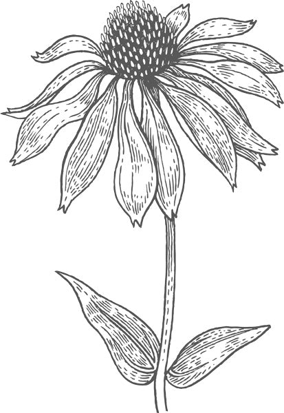 drawing of echinacea flower