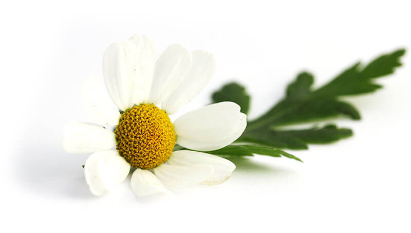 feverfew flower