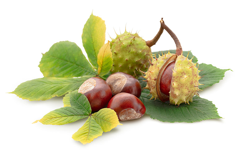 horse chestnuts