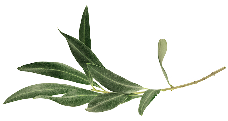 Olive Leaf Branch