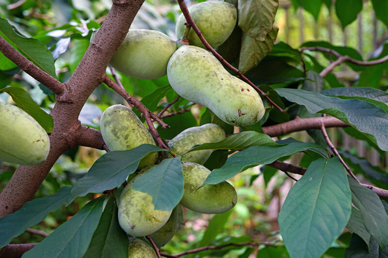 Paw Paw Tree