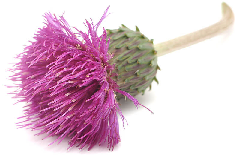 saint mary's thistle flowers