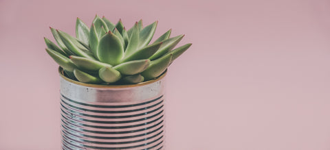 Office Decor ideas Succulent