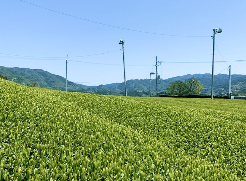 Ippodo Tea - Sencha field