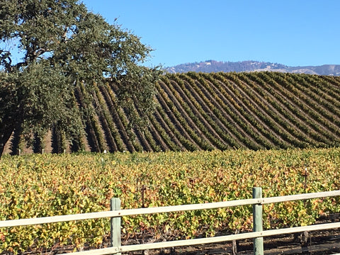 Vogelzang Vineyard in the Fall Season with yellow grapevines