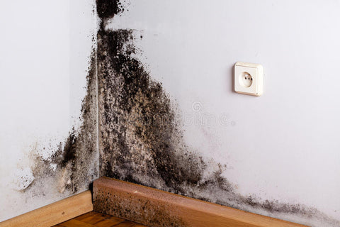 Mold on walls