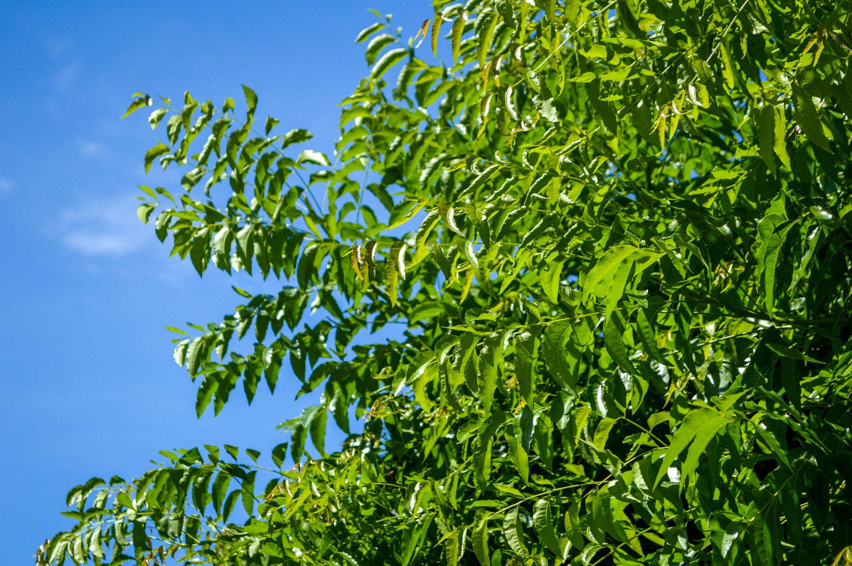 Top 20 Amazing Benefits of Neem Oil