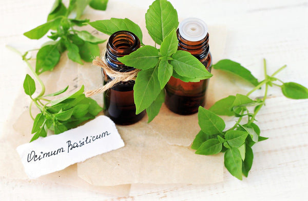 Two amber-colored bottles sit surrounded by Basil leaves