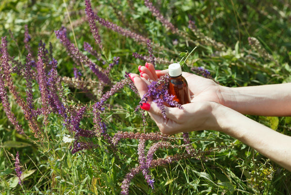 Surrounded by Clary Sage, two hands with red nail polish cup a bottle an amber-colored bottle and Clary Sage leaves 