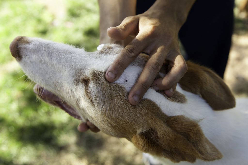 neem oil for dogs