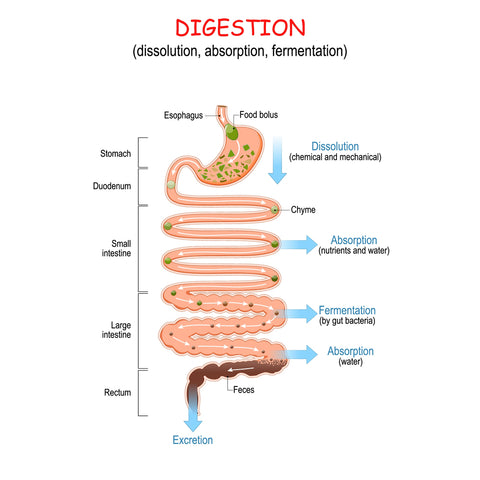 GI fermentation