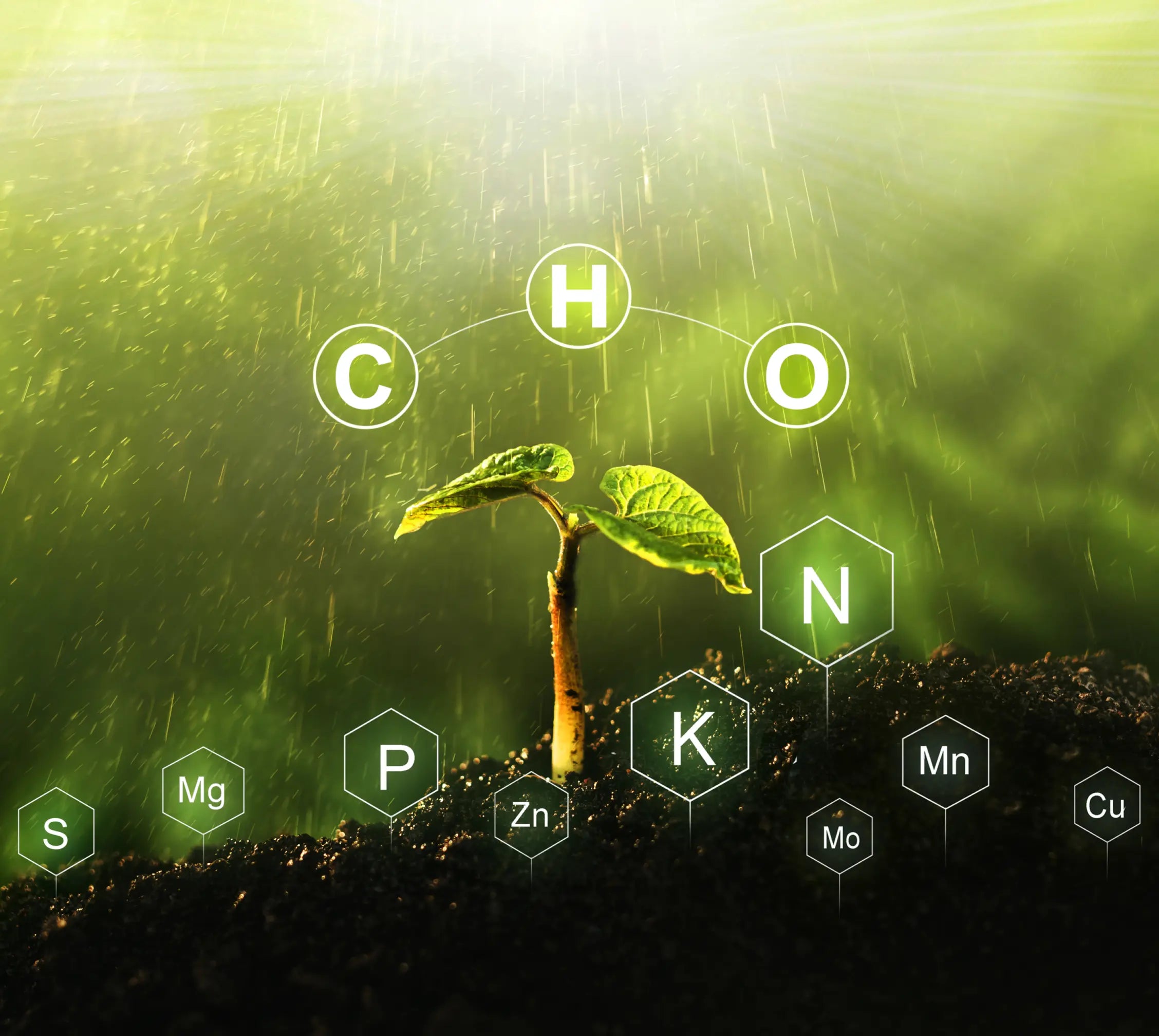 Young plant growing in soil with chemical elements essential for its growth highlighted.