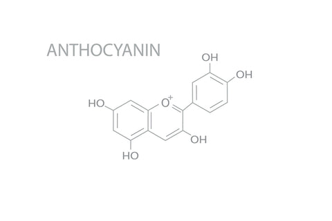 anthocyanins