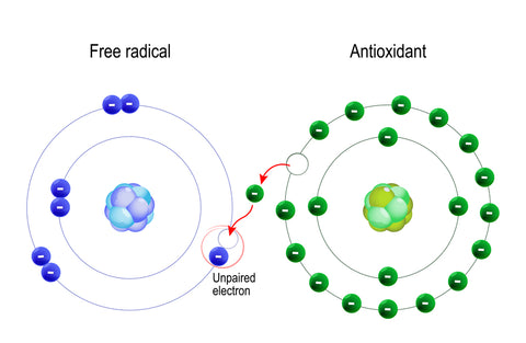 antioxidant mechanism