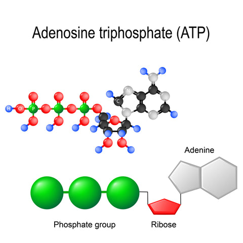 ATP structure