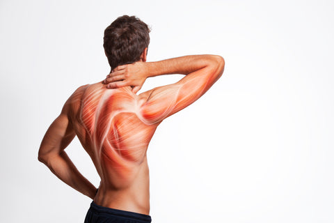 back muscle anatomy