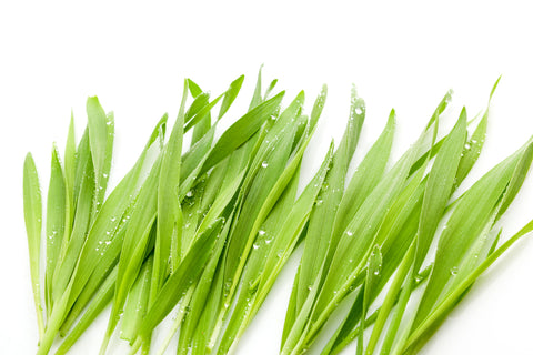 barley grass