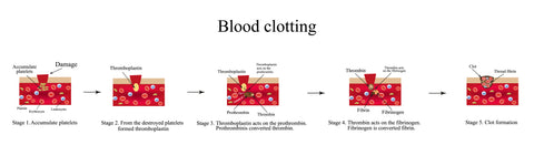 healthy blood clotting